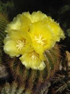 Eriocactus claviceps